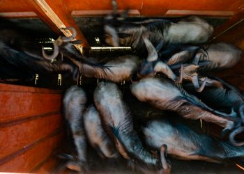 Cross-border wildlife translocation, a huge success