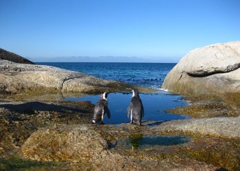 SANParks goes cashless in several parks across the country