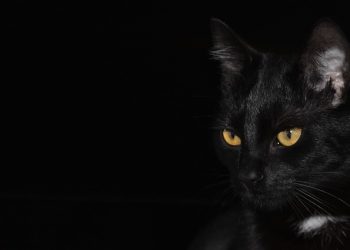 Post mortem reports reveal Manenberg cat killer is human, not animal