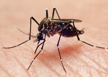 Three things you should know about mosquitoes