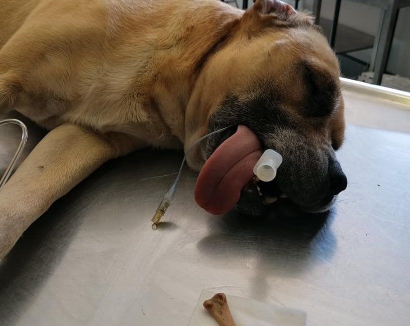 Bones can be lethal for your dogs, warns Animal Welfare Society