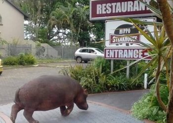 The roaming hefty hippos of St Lucia take a stroll in town again