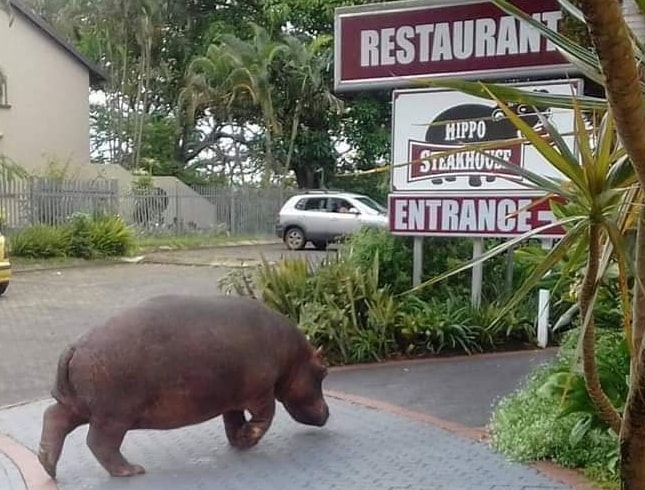 The roaming hefty hippos of St Lucia take a stroll in town again