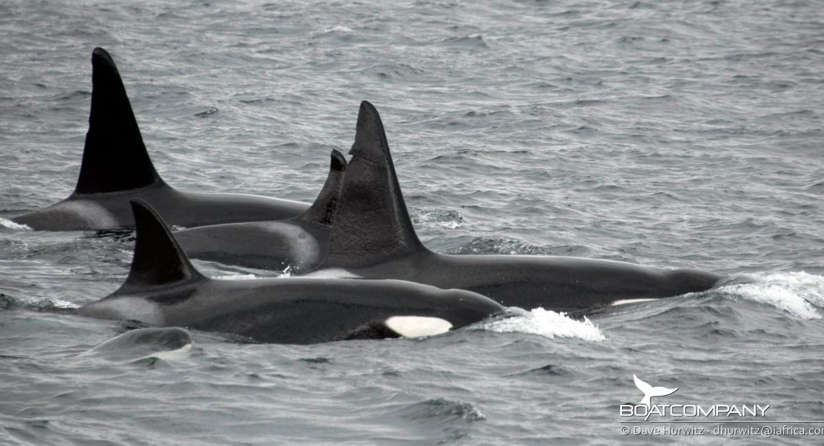 Pod of orcas put on a grand show in False Bay