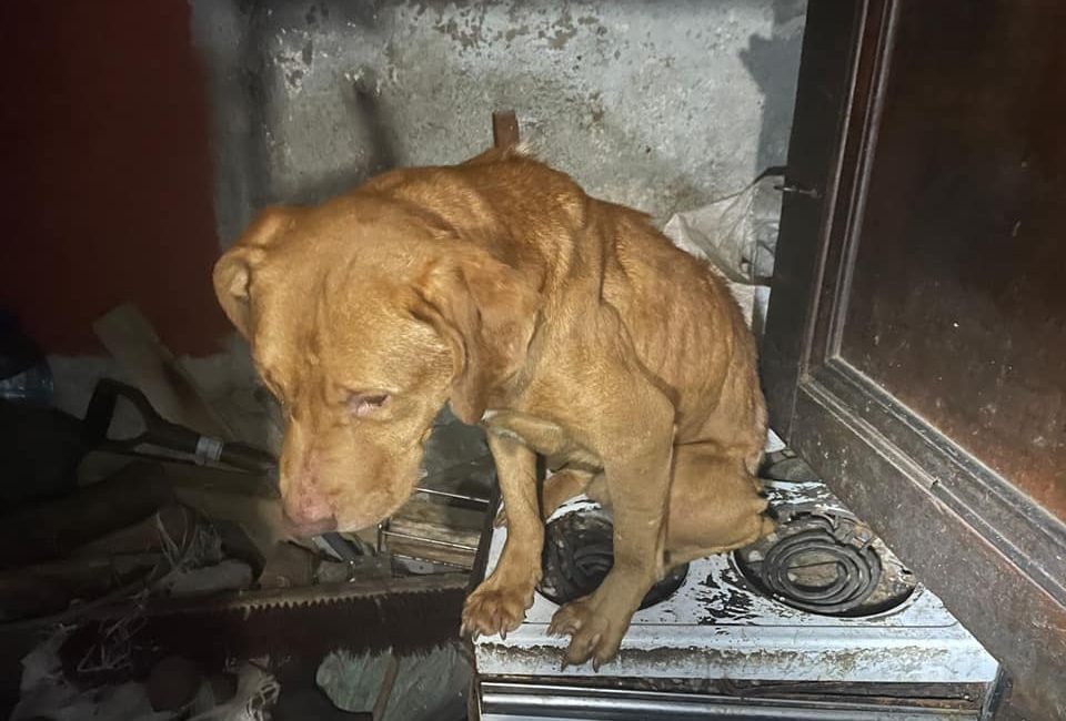 Metro police uncover dogfighting syndicate at suspected drug den