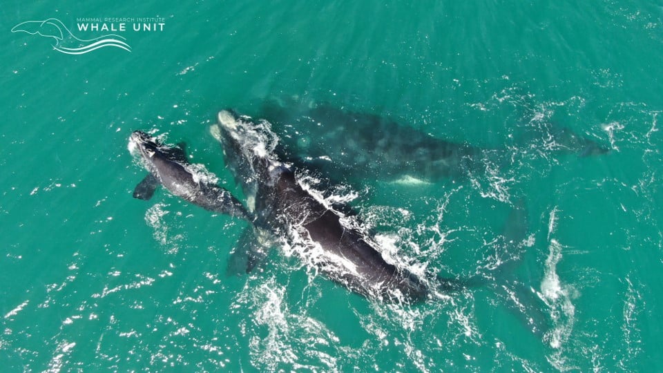 Changing the face of marine conservation research using drones