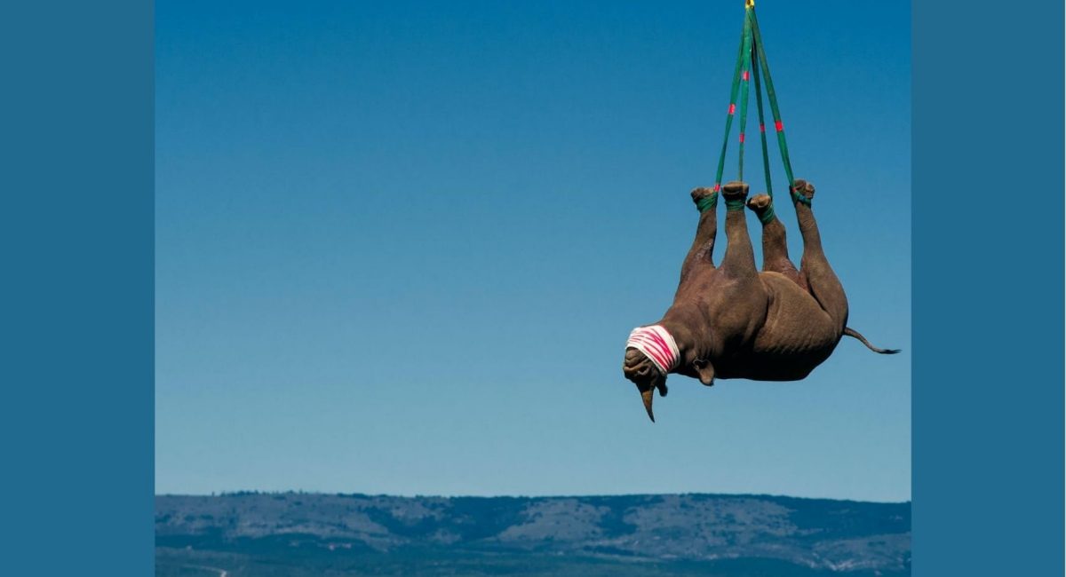 Scientists are hanging rhinos upside-down from helicopters – here’s why