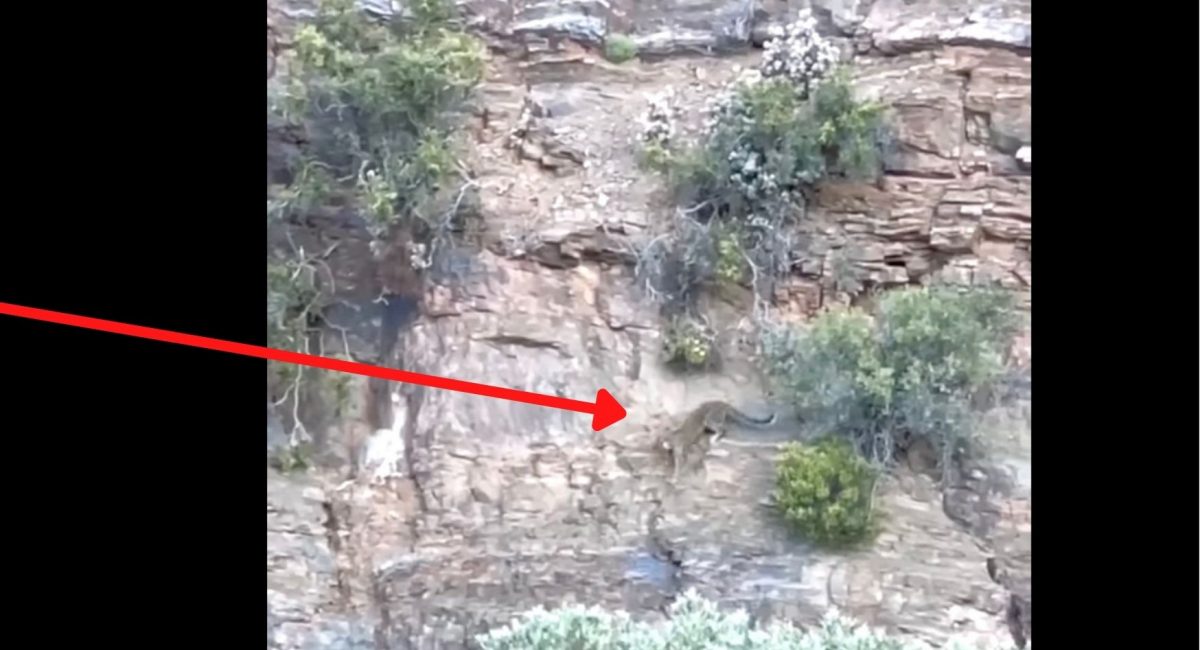 VIDEO: Leopard spotted walking cliffs at Wolwehoek Private Reserve