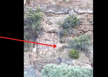 VIDEO: Leopard spotted walking cliffs at Wolwehoek Private Reserve