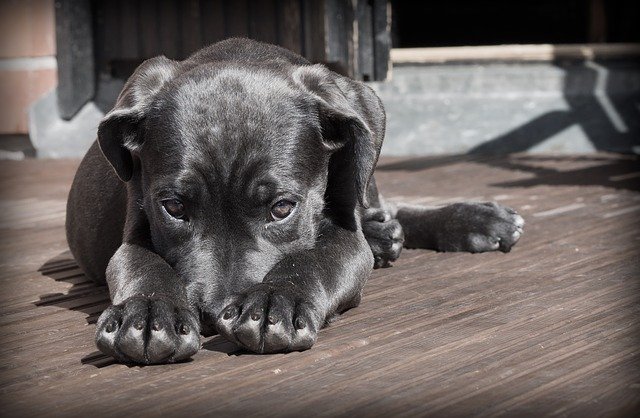 Keep your pets safe from household toxins and poisons