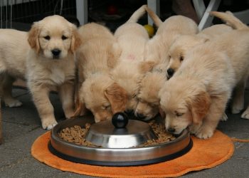 Animal Welfare Society cautions about puppy pandemic