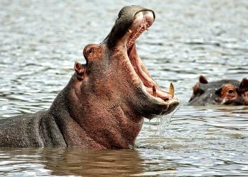 VIDEO: Why hippos are the most dangerous animals in South Africa