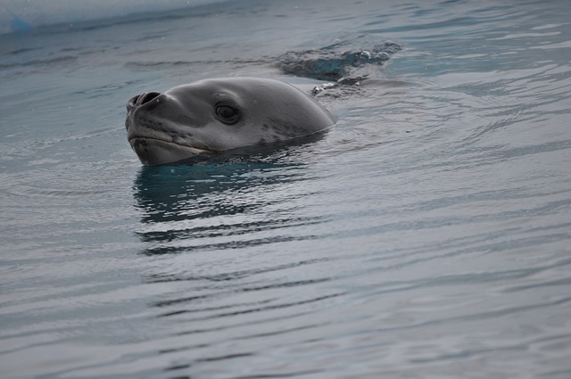 Three spear fishermen attacked and bitten by leopard seal in False Bay