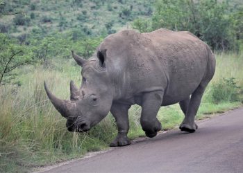 Poachers get 105 years in prison for killing and plundering three rhinos