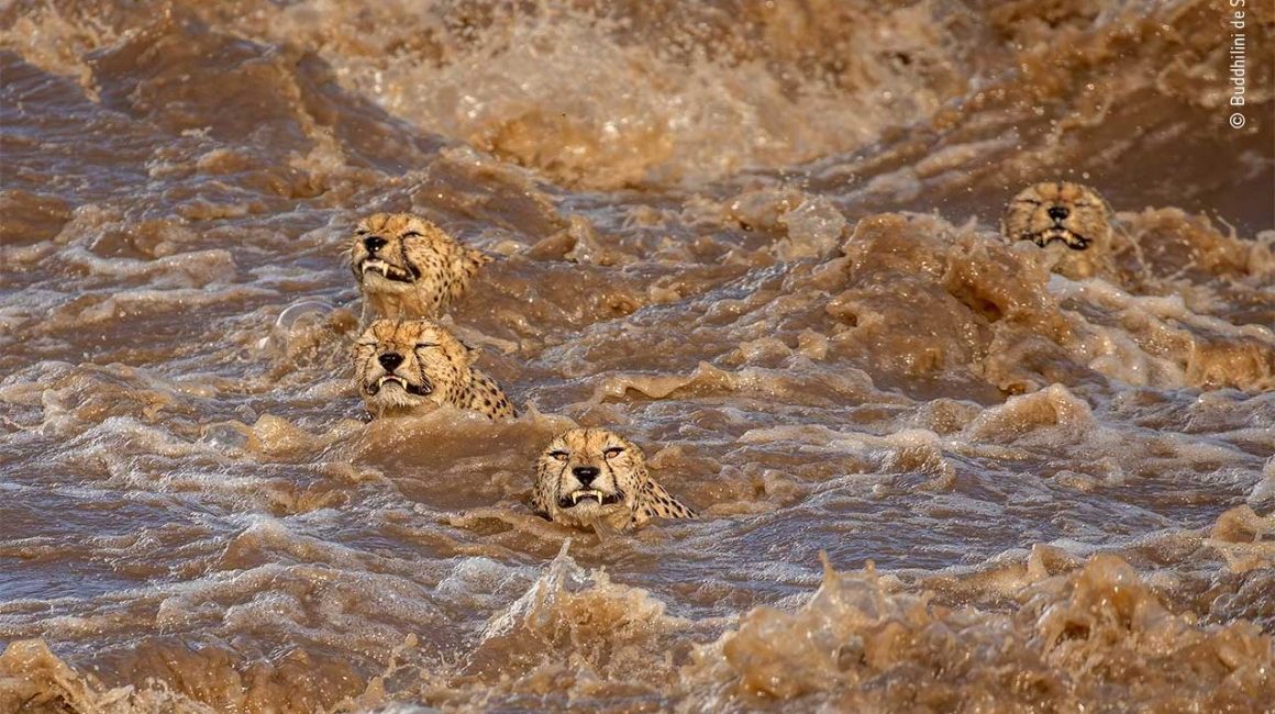 Record-breaking Wildlife Photographer of The Year entries