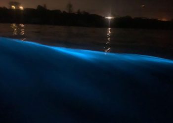 Bioluminescence set waves in Hermanus alight