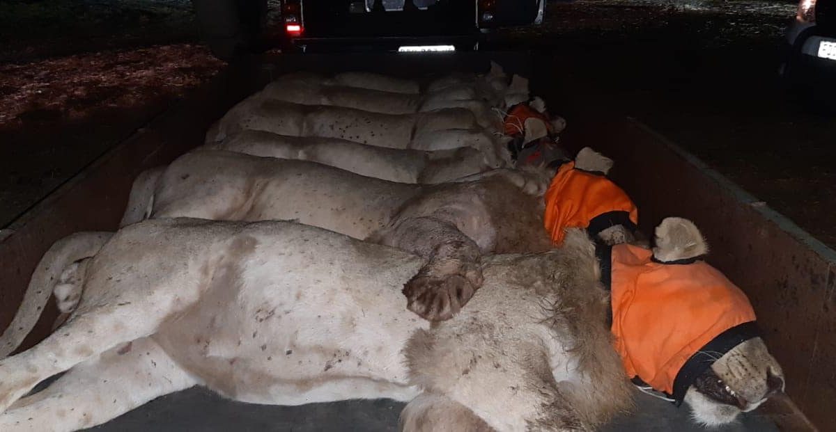 Lions safely relocated back to Kruger National Park after escaping