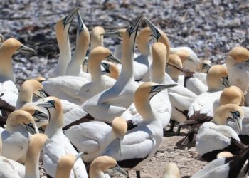 Avian flu kills 500 birds every day on Dyer Island