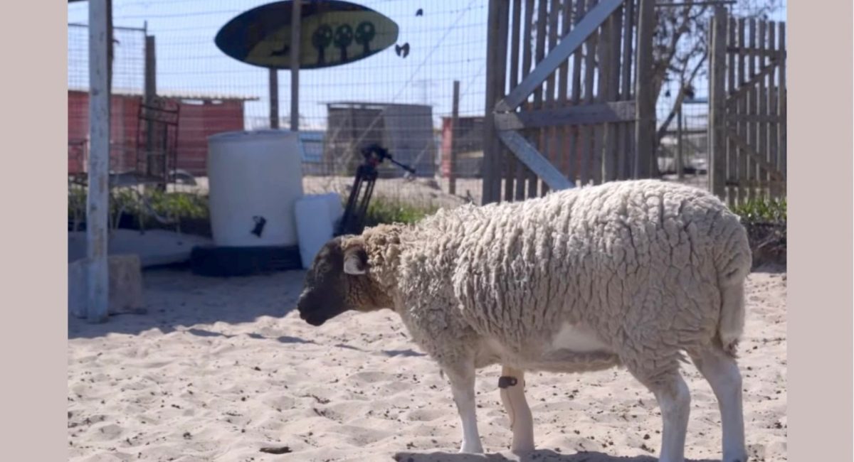 Where there’s a wool there’s a way: Dolly the sheep bleats the odds