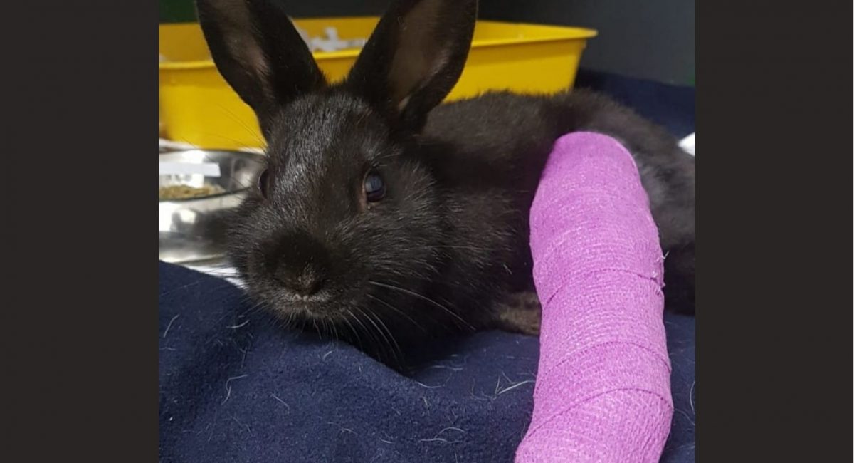 Increasing trend of animals with broken limbs reported