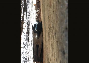 Boksburg SPCA smash through walls to rescue trapped dog