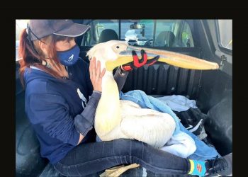 Suspected outbreak of Avian flu on the West Coast kills 1500 birds