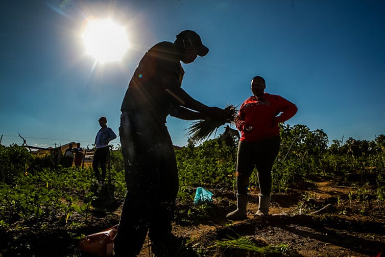 The impact of COVID-19 on black farmers in South Africa