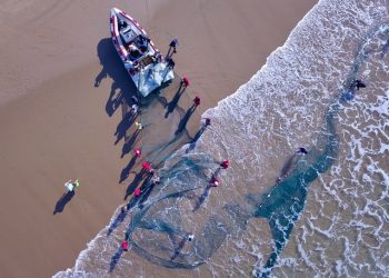 South Africa’s massive ‘sardine run’ leads fish into an ecological trap