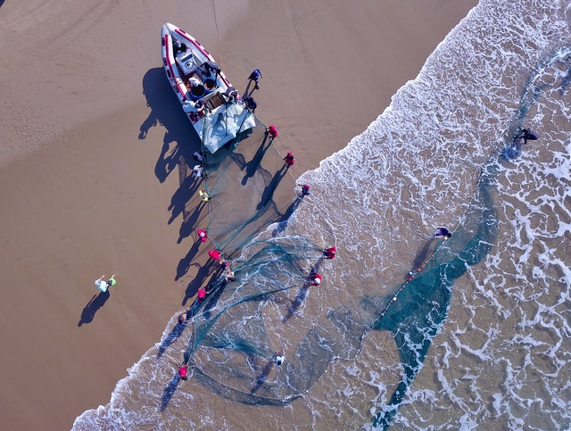 South Africa’s massive ‘sardine run’ leads fish into an ecological trap