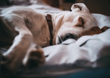 Don’t use human medication on your pets warns Animal Welfare