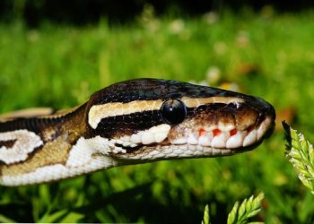 It’s snake season in South Africa: Here’s what you need to know