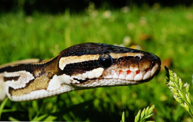 It’s snake season in South Africa: Here’s what you need to know