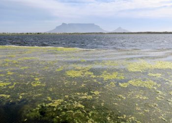 Cape Town’s polluted vleis costing jobs