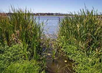 Government funding delay causes vital insect research unit to close